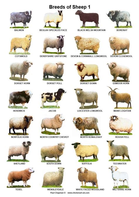 A4 Laminated Posters.Breeds of Sheep 2 different posters | Etsy Pig ...