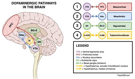 Dopamine Receptors In The Brain