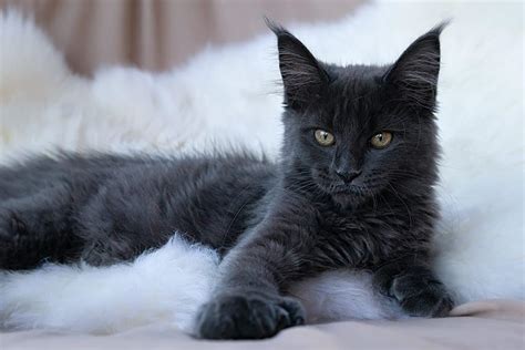 Black Cat Breeds: 11 Breeds With Gorgeous Dark Coats