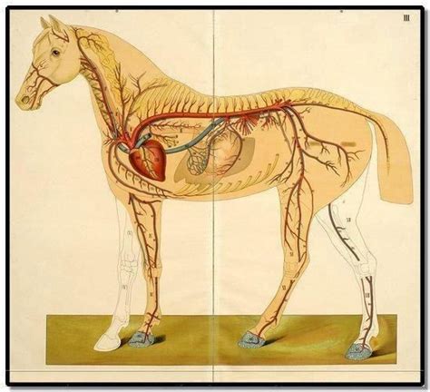 Equine Circulatory System Teaching Horse, Teaching Tools, Equine ...