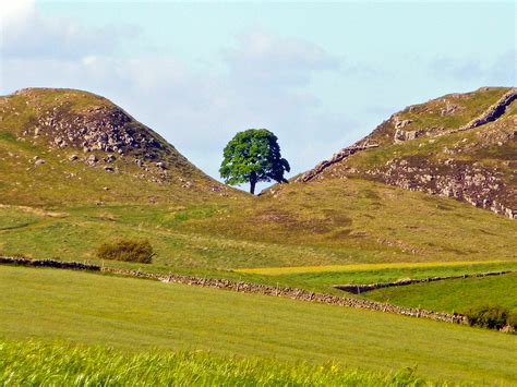 Sycamore Gap along Hadrian's Wall • Wander Your Way