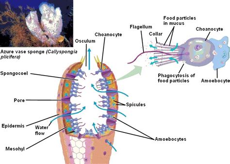 sponge.html 33_04SpongeAnatomy.jpg