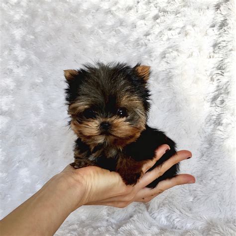 Extreme Micro Teacup Yorkie Puppy for Sale! Los angeles breeder ...