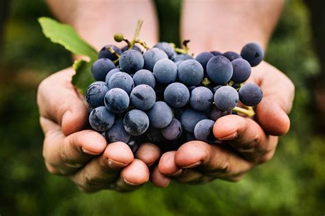 Our Guide to the Most Popular Grape Varieties for Eating | Taste of Home