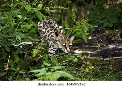 445 Margay Images, Stock Photos & Vectors | Shutterstock