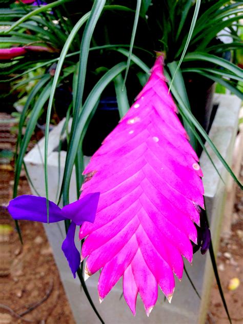 pink bromeliad - Plantscapers