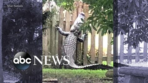 7-foot alligator scales backyard fence - YouTube