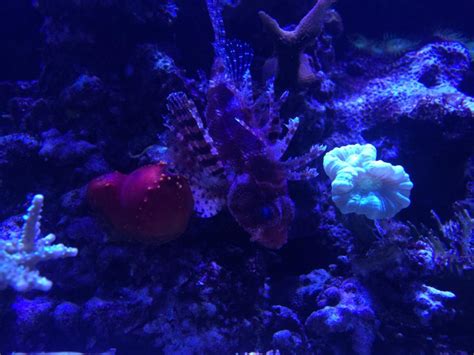 Show us your new predator | REEF2REEF Saltwater and Reef Aquarium Forum