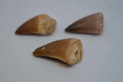 Mosasaur Tooth, Loose, Small