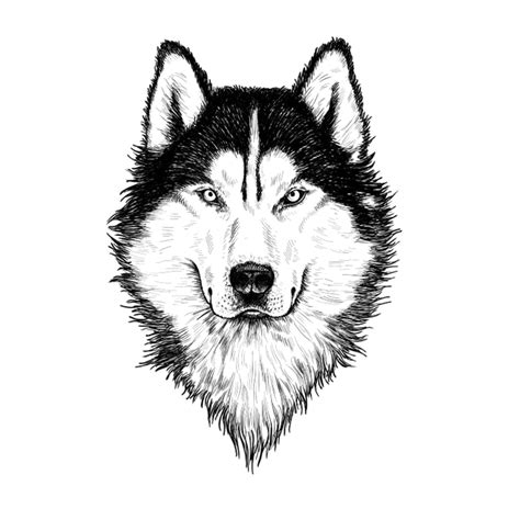 How to Draw a Wolf Head – A Guide That Makes Wolf Drawing Easy