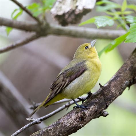 Female Scarlet Tanager Photograph by Dave Whited - Fine Art America