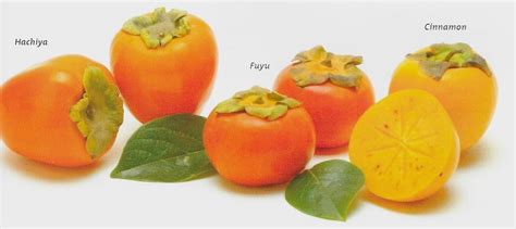 A Guide to Persimmons — varieties, prep, and uses