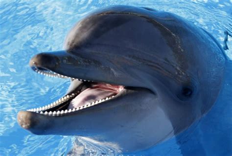 6 Amazing Facts About Dolphin Intelligence