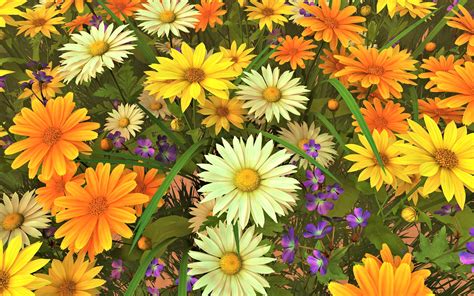 Yellow Daisy Wallpapers - Top Free Yellow Daisy Backgrounds ...