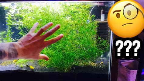 How to Grow Guppy Grass & Propagate - YouTube