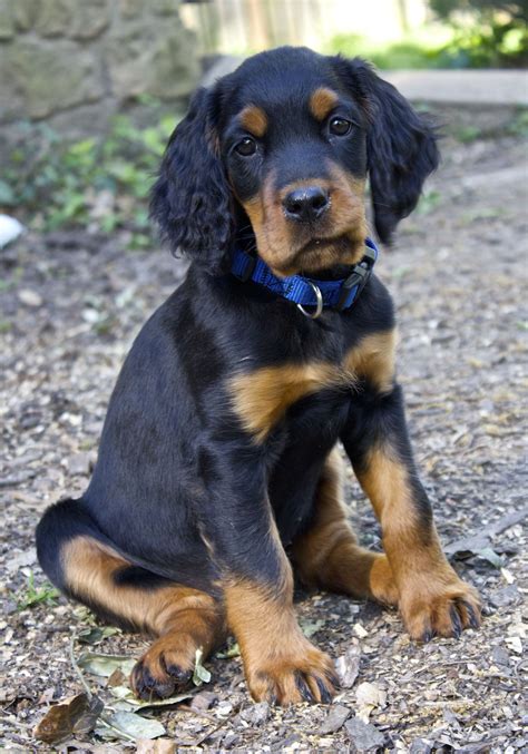 Our 8-week-old Gordon Setter puppy. | Cães fofos, Cães, Animais