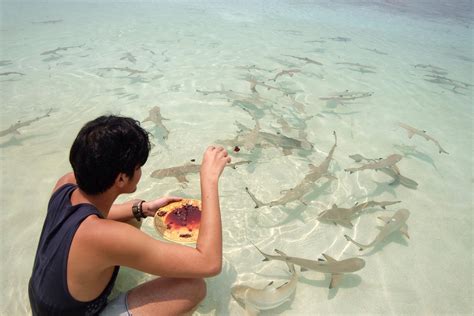 Baby Black Tip Reef Shark