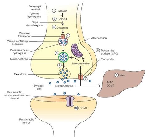 Neurotransmitters (The Neuron) Part 4 | Neurons, Neurotransmitters ...