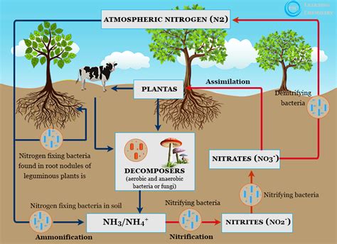 Nitrogen Fixation - Definition, Process, Examples