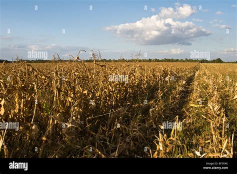 a field of corn Stock Photo - Alamy