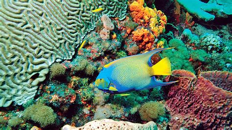 Tobago Buccoo Reef Glass Bottom Boat Tour