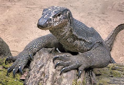 Top Ten Monitor Lizards | Wild Animals! Amino