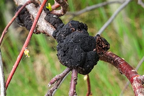 How to Treat Black Fungus on Trees - Nelson Tree Specialist