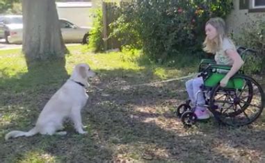 Training a service dog from a wheelchair - ELLAS Animals INC