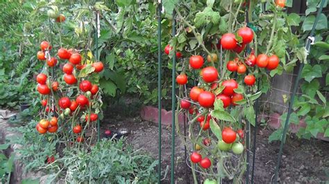 How to grow tomato tree? Tomato plant care guide - Cherry Blossom