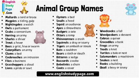 Animal Group Names in English - English Study Page