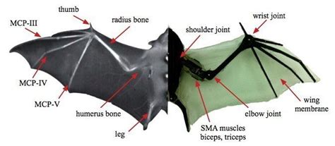 Anatomy of bat wings, extended Wing Anatomy, Anatomy Bones, Muscle ...