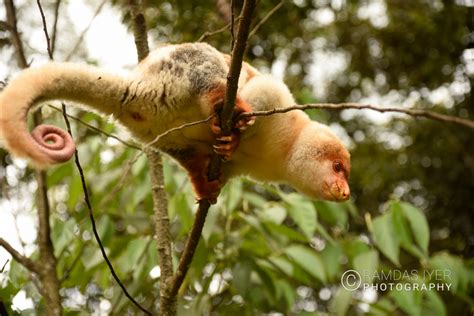 Papua New Guinea Wildlife # 1 – Ramdas Iyer Photography