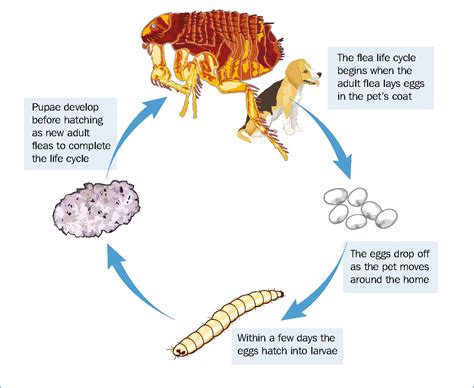 flea life cycle time - Ciera Ulrich