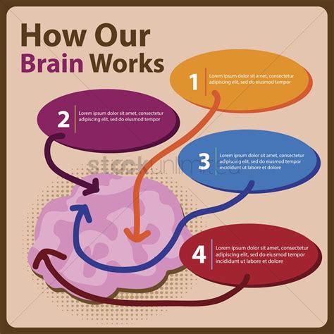 Infographic on how our brain works Vector Image - 1300393 | StockUnlimited