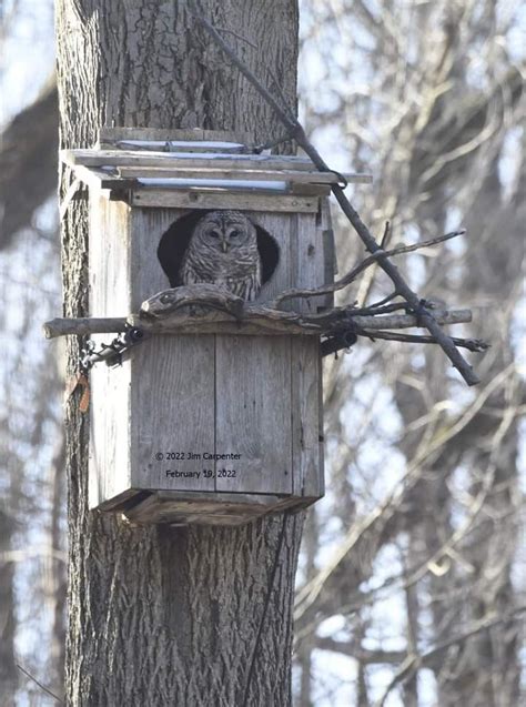 Owl box plans learn about owl house design and owl nest box placement ...