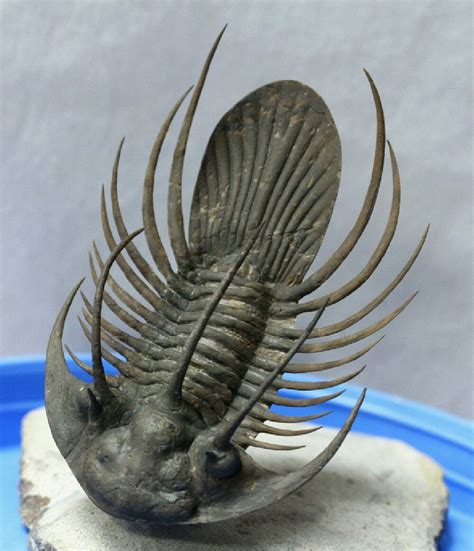 How Did Trilobites Go Extinct