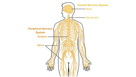 Peripheral nervous system - Queensland Brain Institute - University of ...