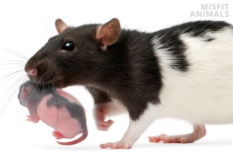 Baby Rats: Life Cycle, Appearance, Dangers & Care