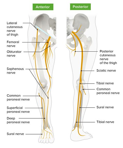 Anterior Thigh Nerve Innervations