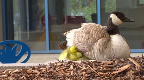 Get lost, goose: City hall takes steps to prevent bird family's annual ...