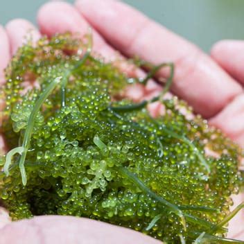 6 Most Common Varieties Of Edible Seaweed