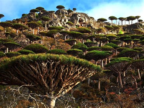 The 18 Most Beautiful Trees in the World