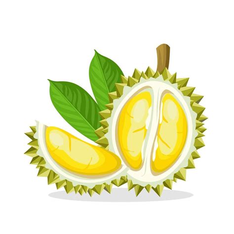 Vector illustration of a durian fruit, isolated on a white background ...