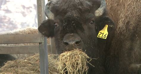 Wood Bison Reintroduced to its U.S. Natural Habitat