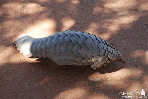 Giant Pangolin | AfricaHunting.com