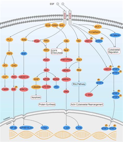 EGFR Signaling Pathway | Pathways, Signal transduction, Cell cycle