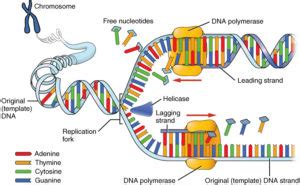 DNA Replication in Eukaryotes – Mt Hood Community College Biology 102