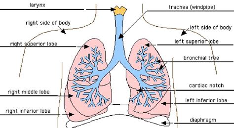 Pin on anatomy