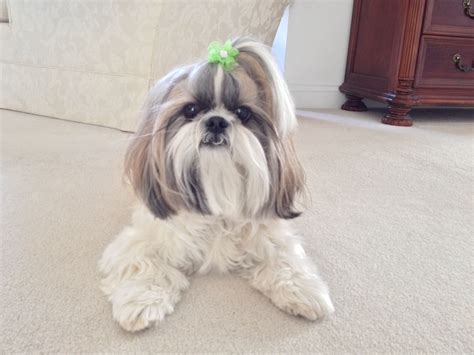 Shih Tzu Puppy Top Knot - Shih Tzu Dog