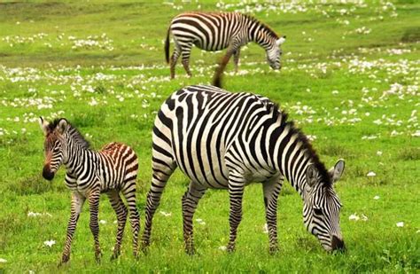 Zebra - Description, Habitat, Image, Diet, and Interesting Facts